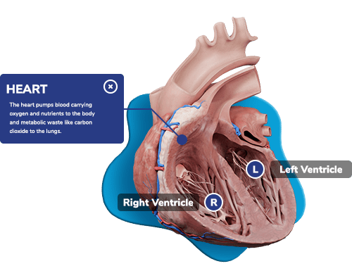 Visual-based learning
